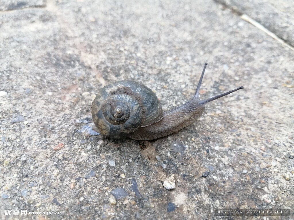 路面上的一只小蜗牛