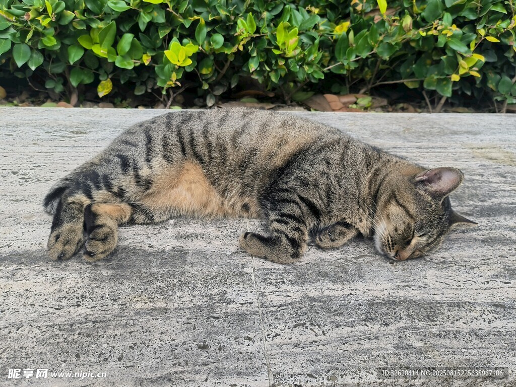 路边酣睡的斑纹猫咪