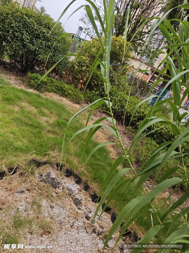 庭院中的绿植与草地