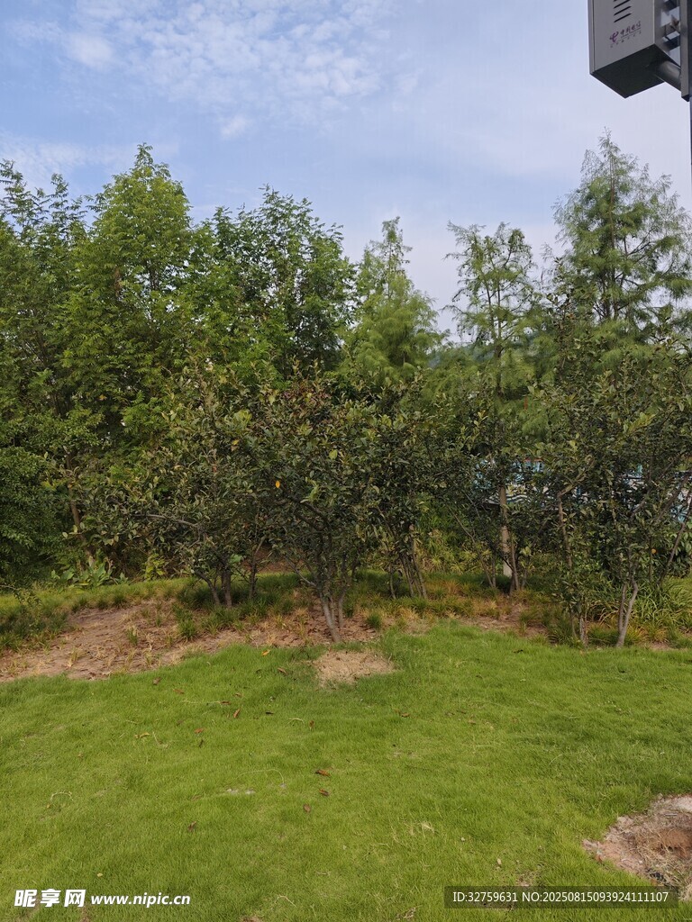 户外绿意盎然的草坪与树林