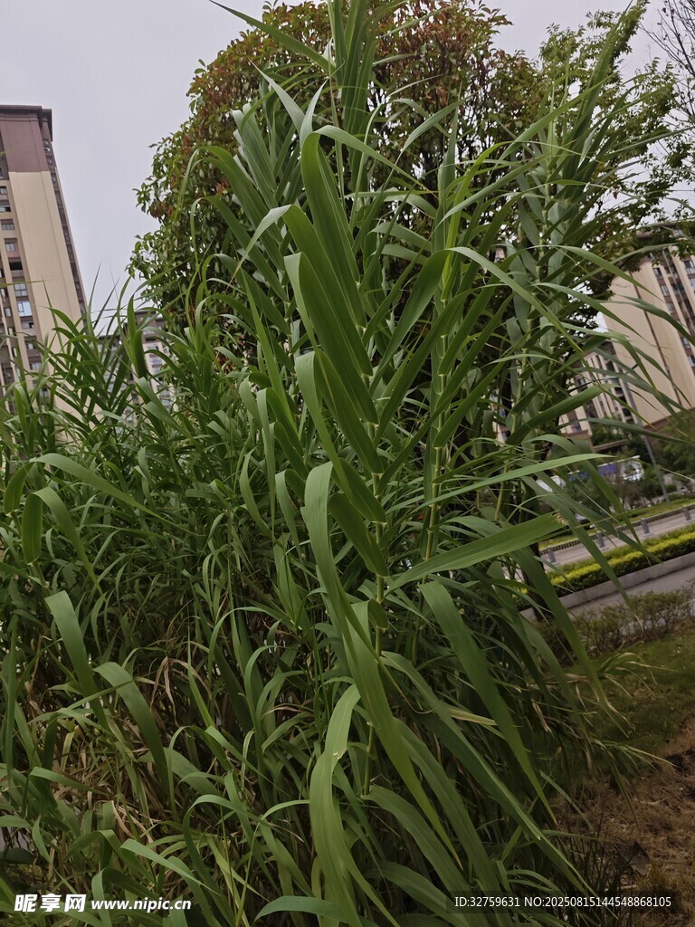 户外茂盛的绿色植物