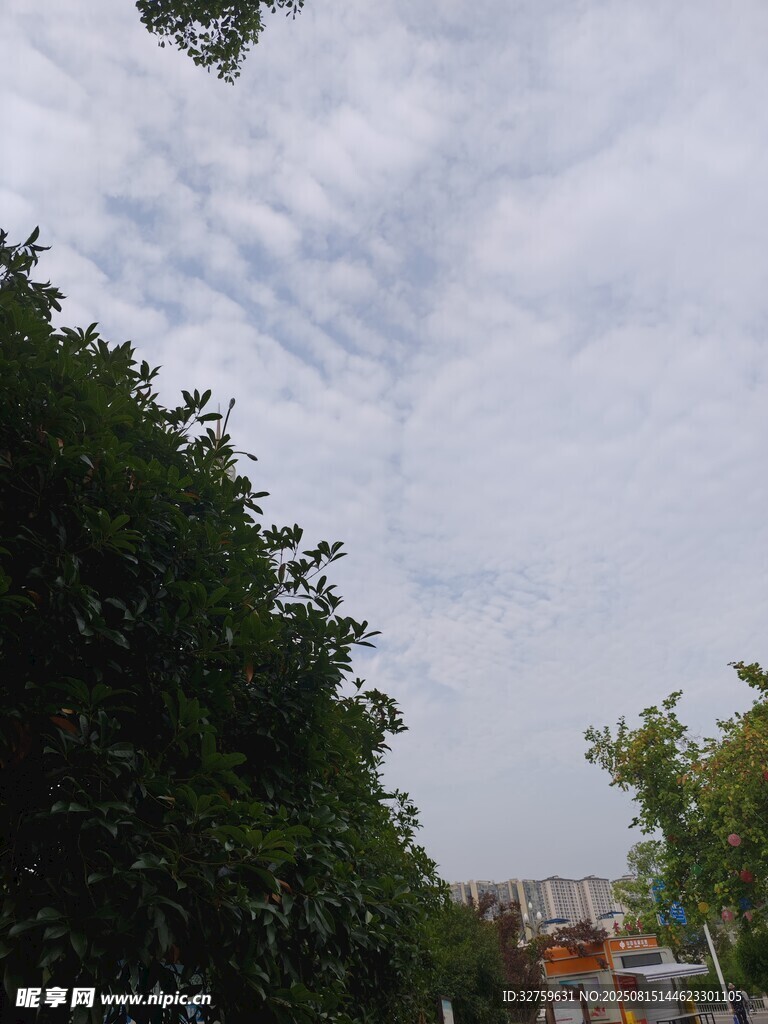 绿树映衬下的天空美景