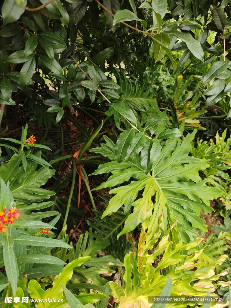 繁茂绿植中的生机景象