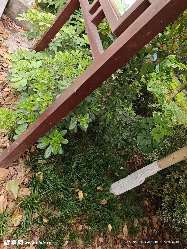 倾斜木梯旁的绿植景观