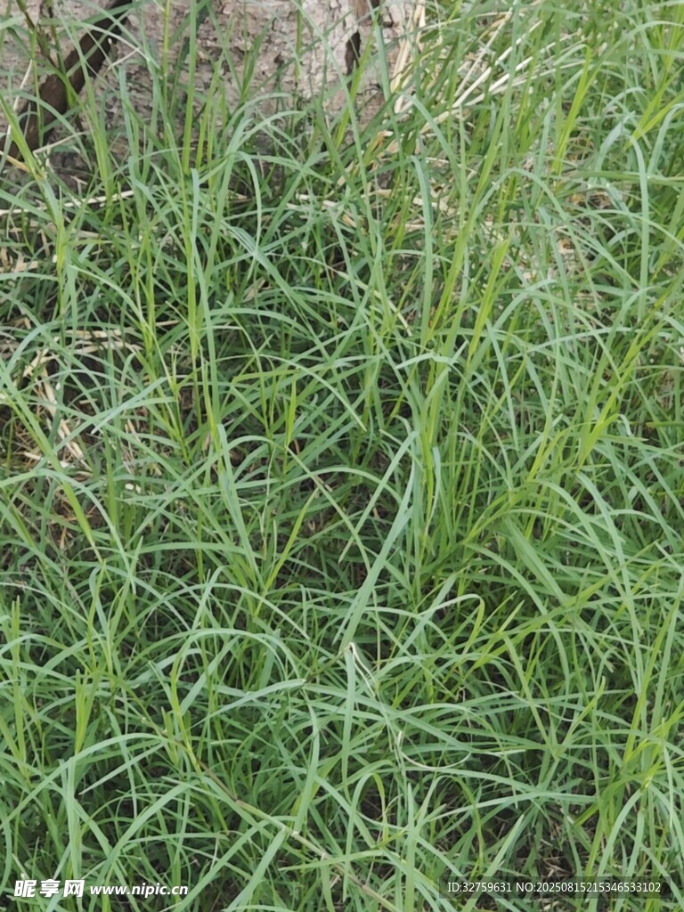 翠绿茂盛的草地