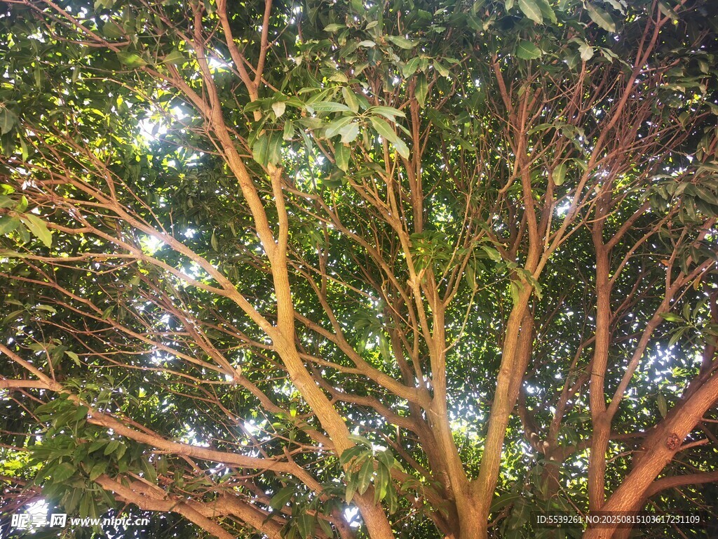 繁茂树枝下的绿意景象