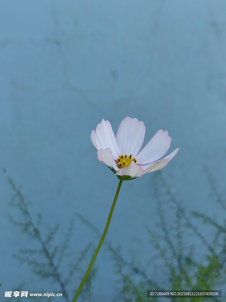 单朵白色格桑花特写