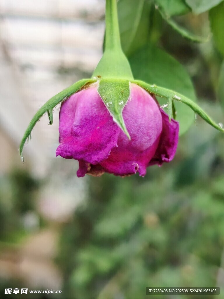 娇艳欲滴的紫色玫瑰花骨朵