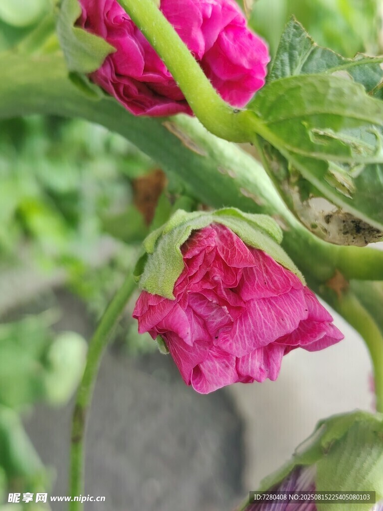 娇艳绽放的粉红色花卉