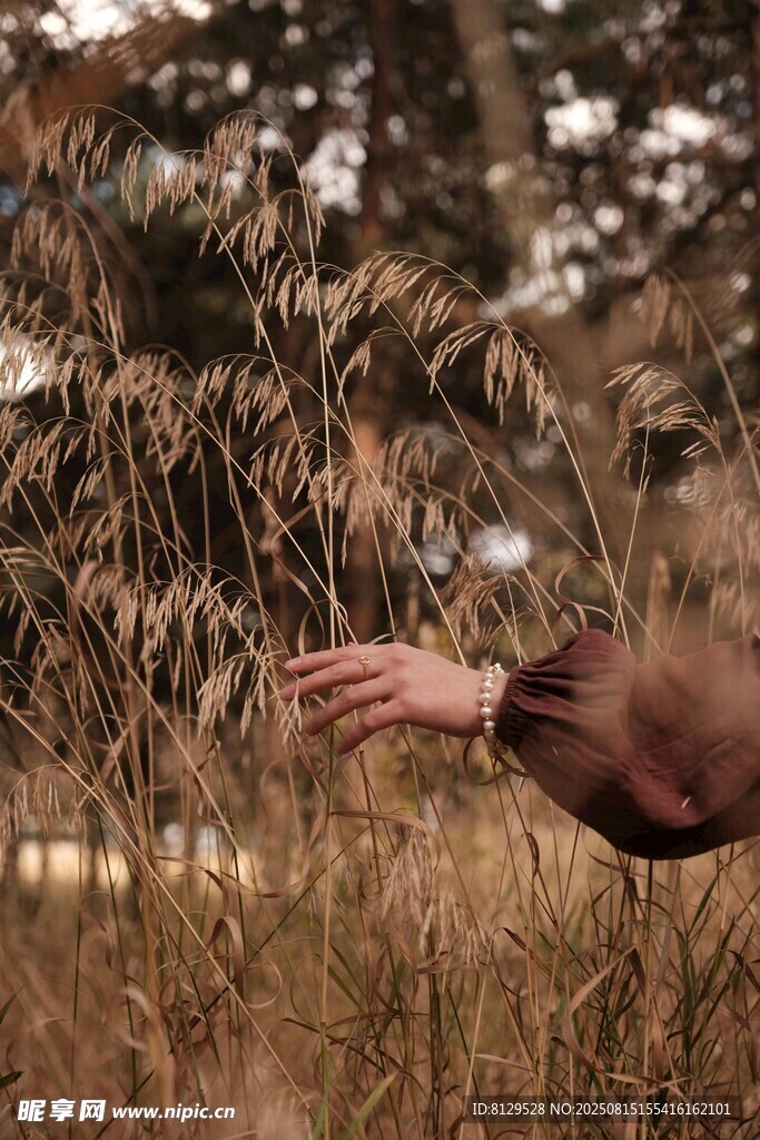 伸手触碰秋日金黄野草