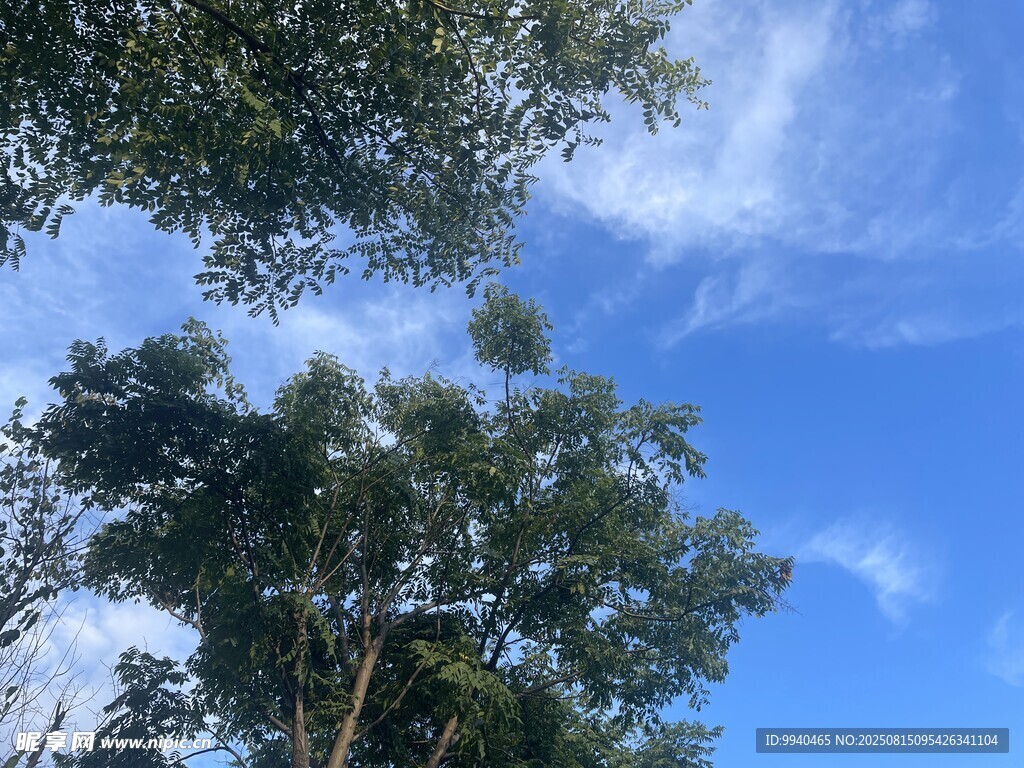 蓝天绿树自然美景