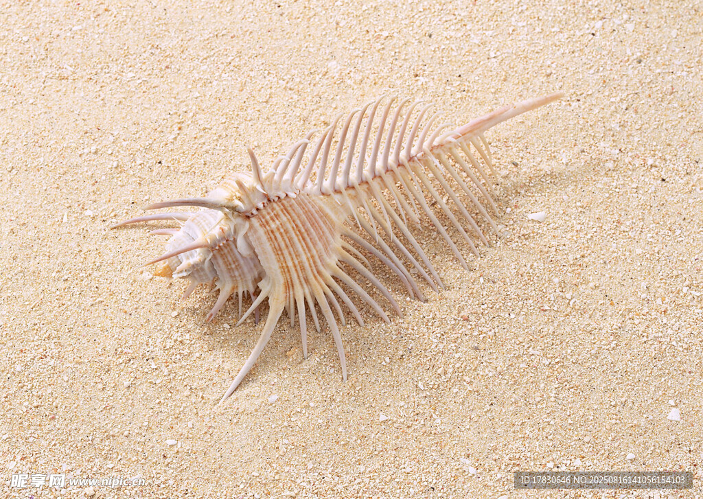 沙滩上的奇特多刺海洋生物