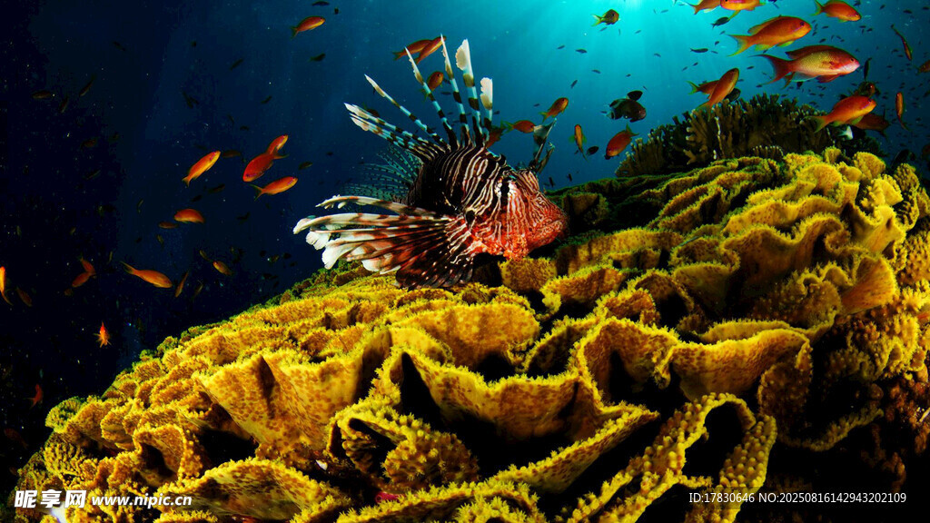 海底绚烂珊瑚与多彩鱼类