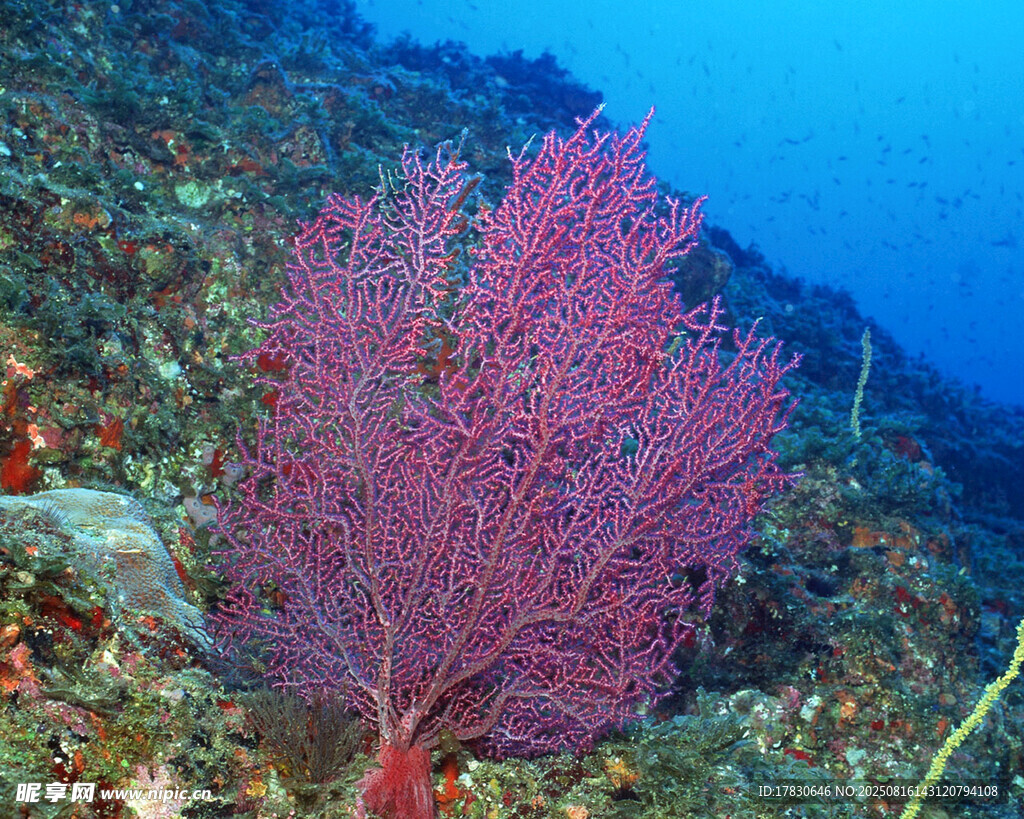 海底绚丽红珊瑚