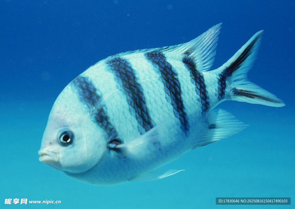 条纹海鱼在蓝色海洋中游弋