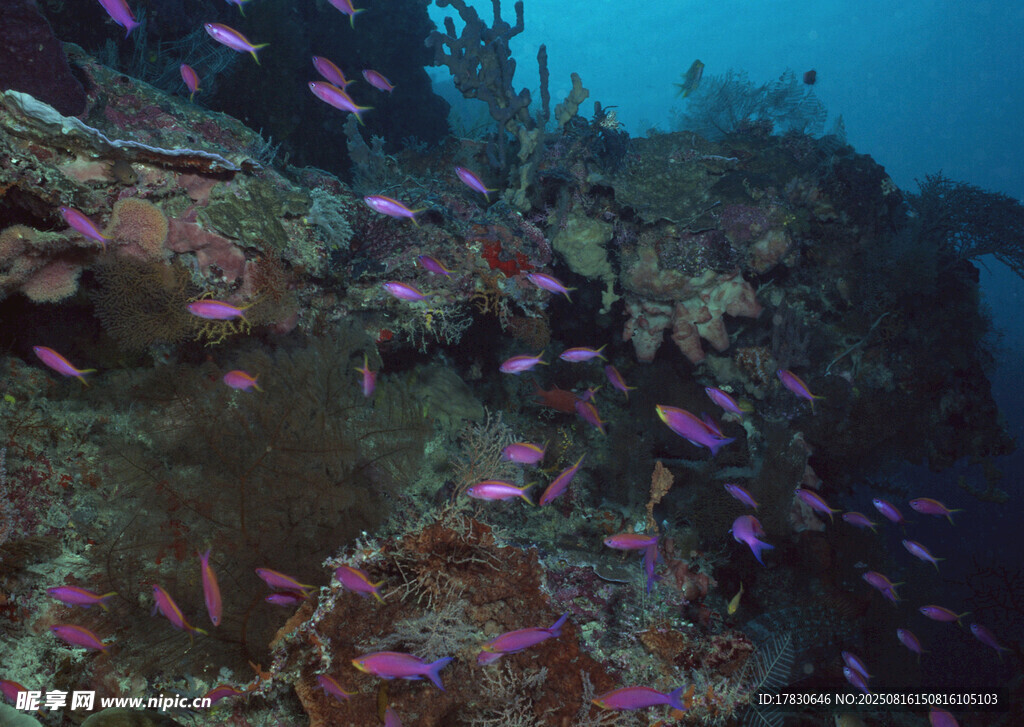 海底珊瑚礁旁的多彩小鱼