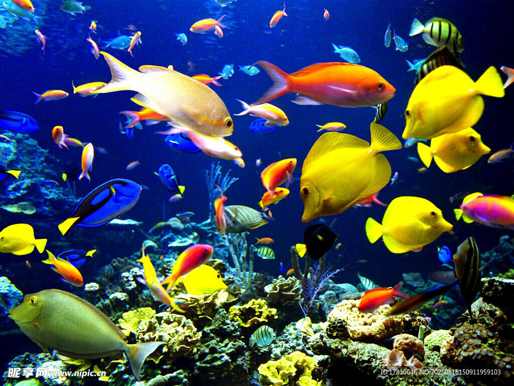 缤纷海底世界的多彩鱼类