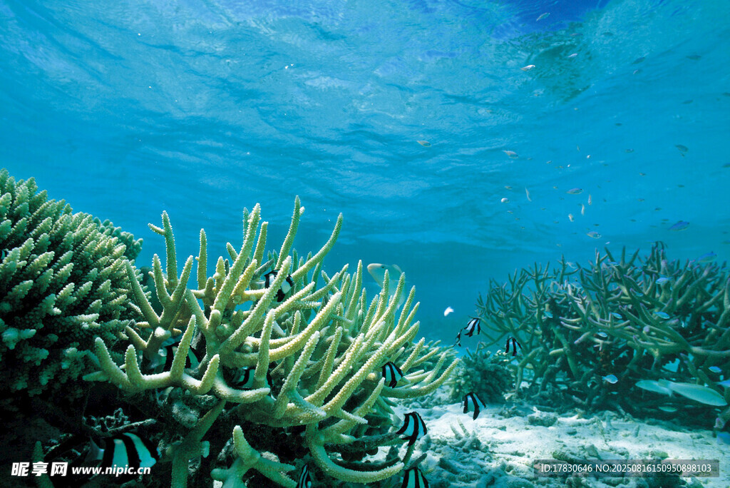 海底绚丽珊瑚景观