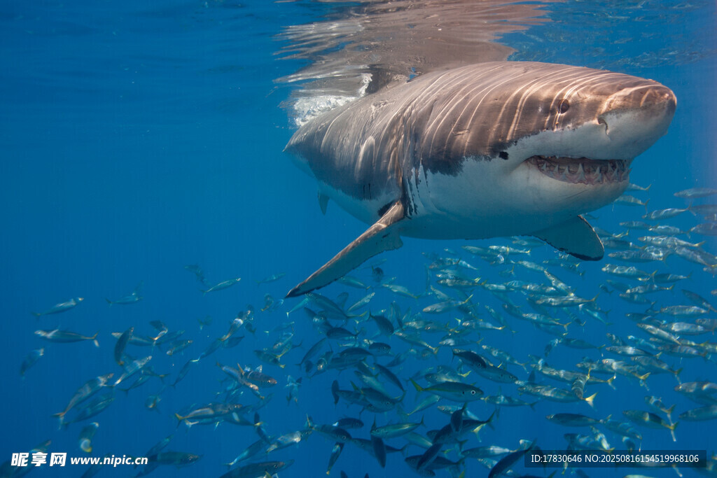 鲨鱼游弋于群鱼之中