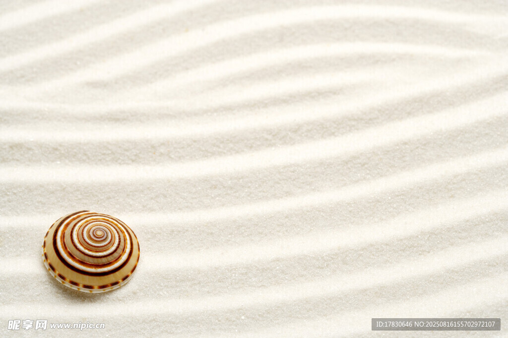 沙滩上的精美螺旋贝壳