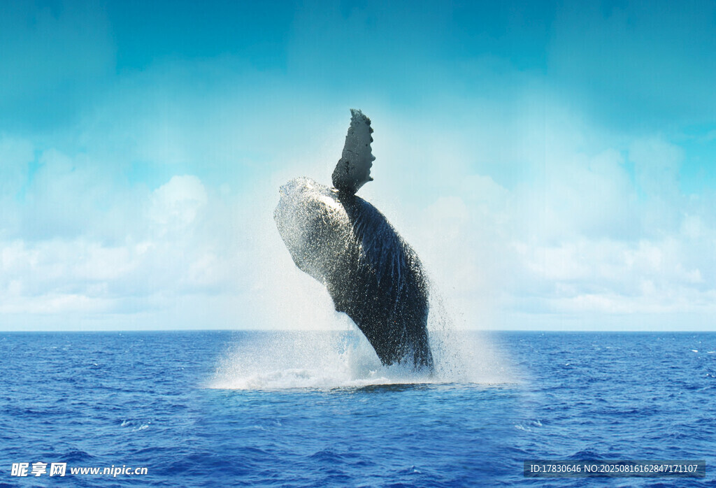 跃出海面的壮观鲸鱼
