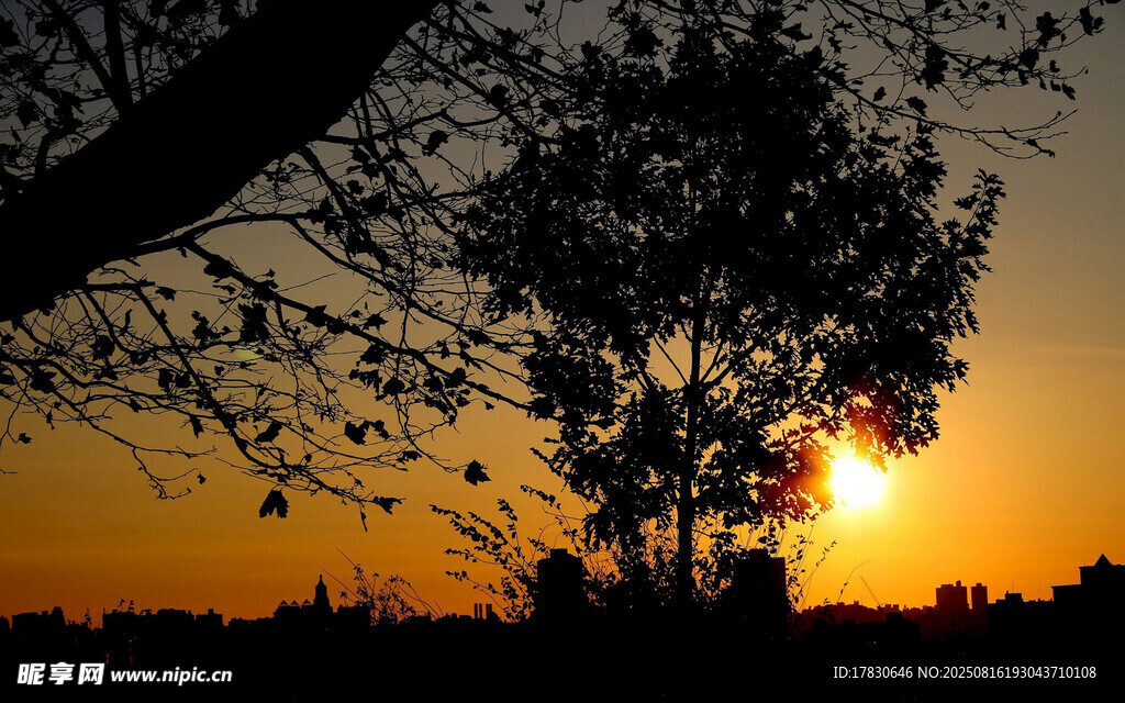 夕阳下的树木剪影