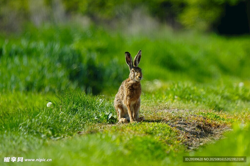 草地上的站立野兔