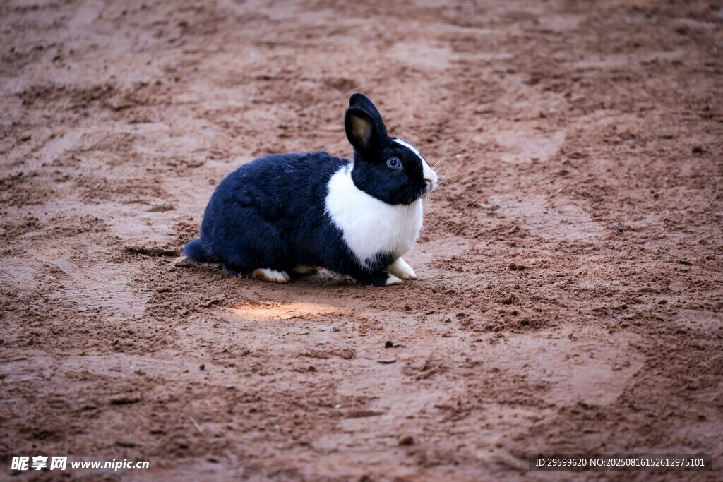 黑白萌兔静卧于泥土地