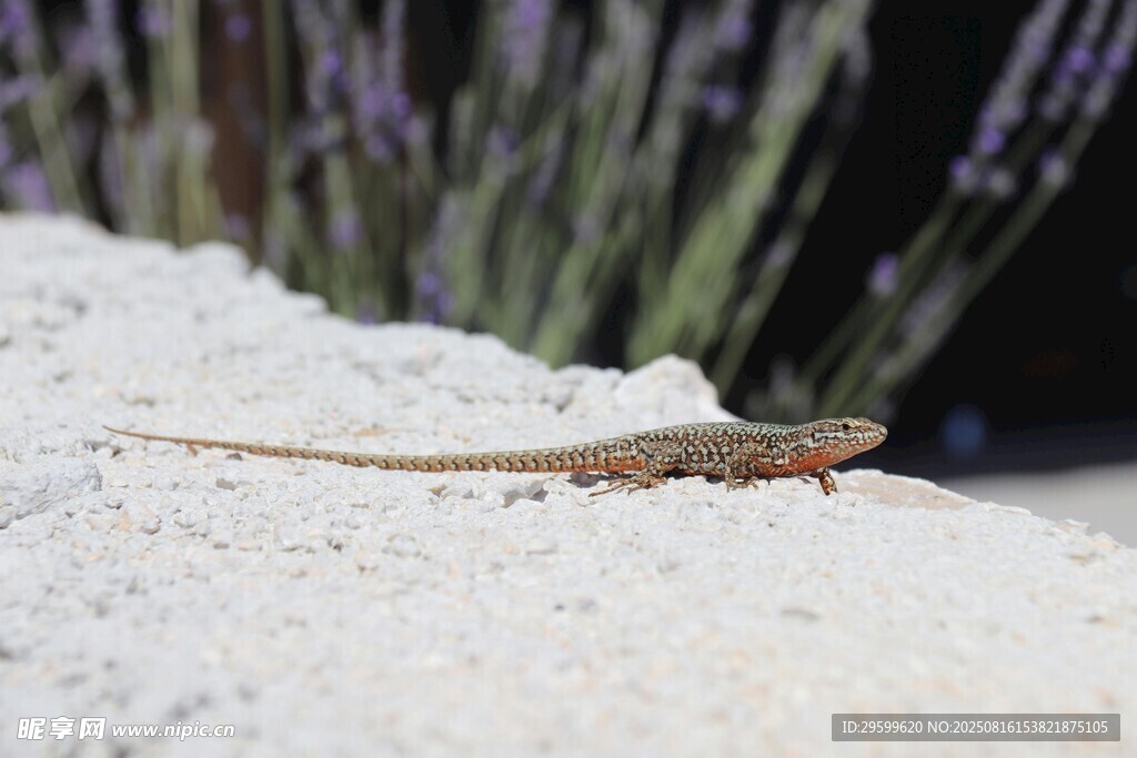 岩石上的小蜥蜴