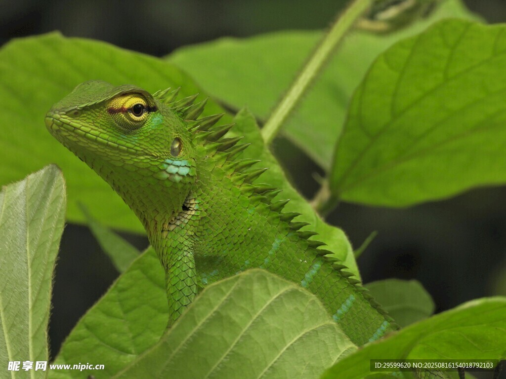 绿叶间的翠绿蜥蜴