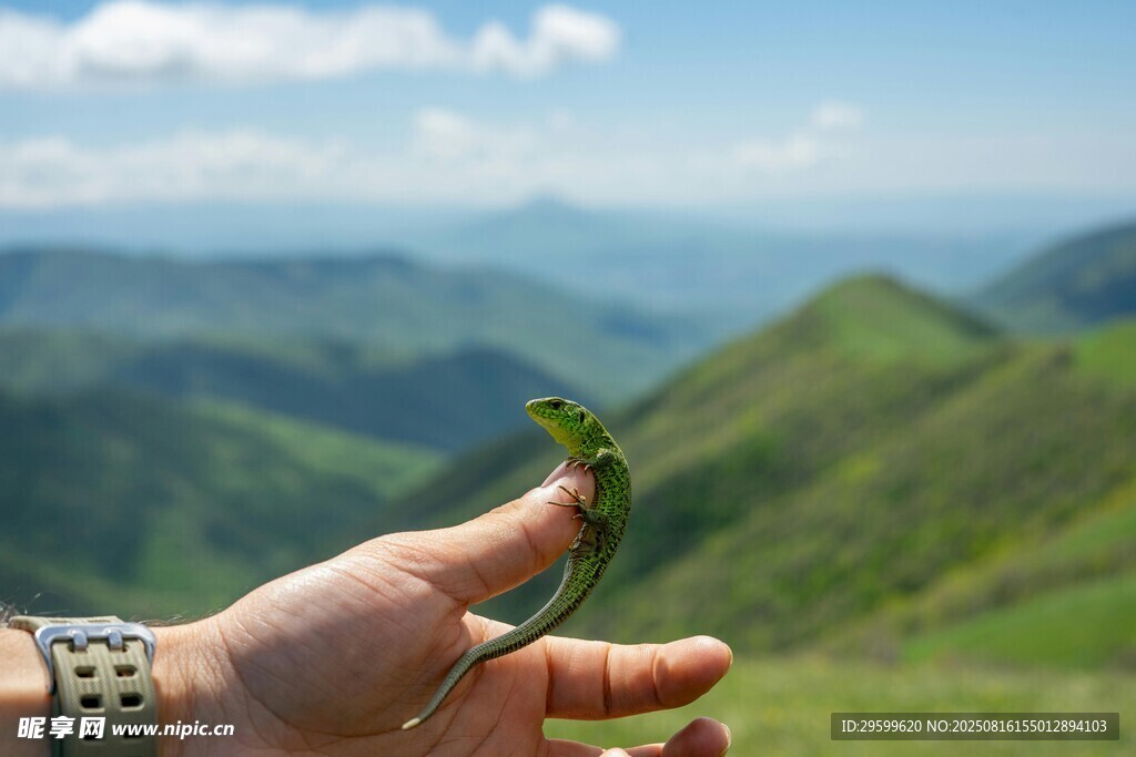 手捧绿叶于青山美景间