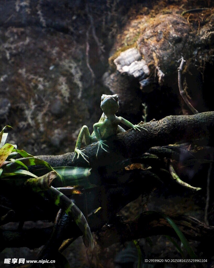 黑暗中的神秘毛茸茸生物