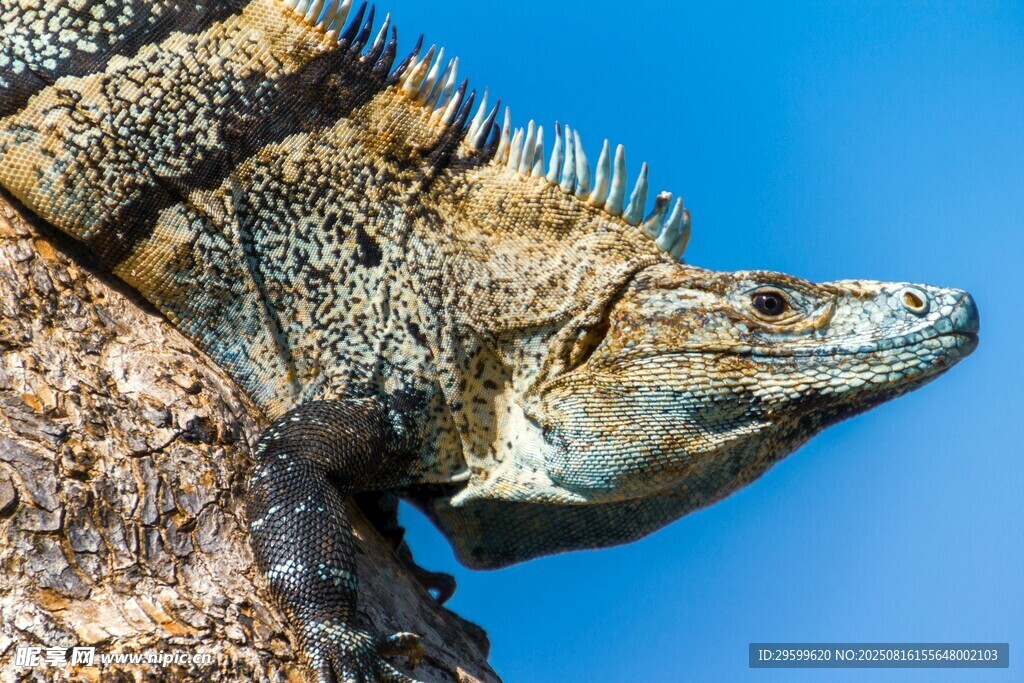 岩石上的蜥蜴特写