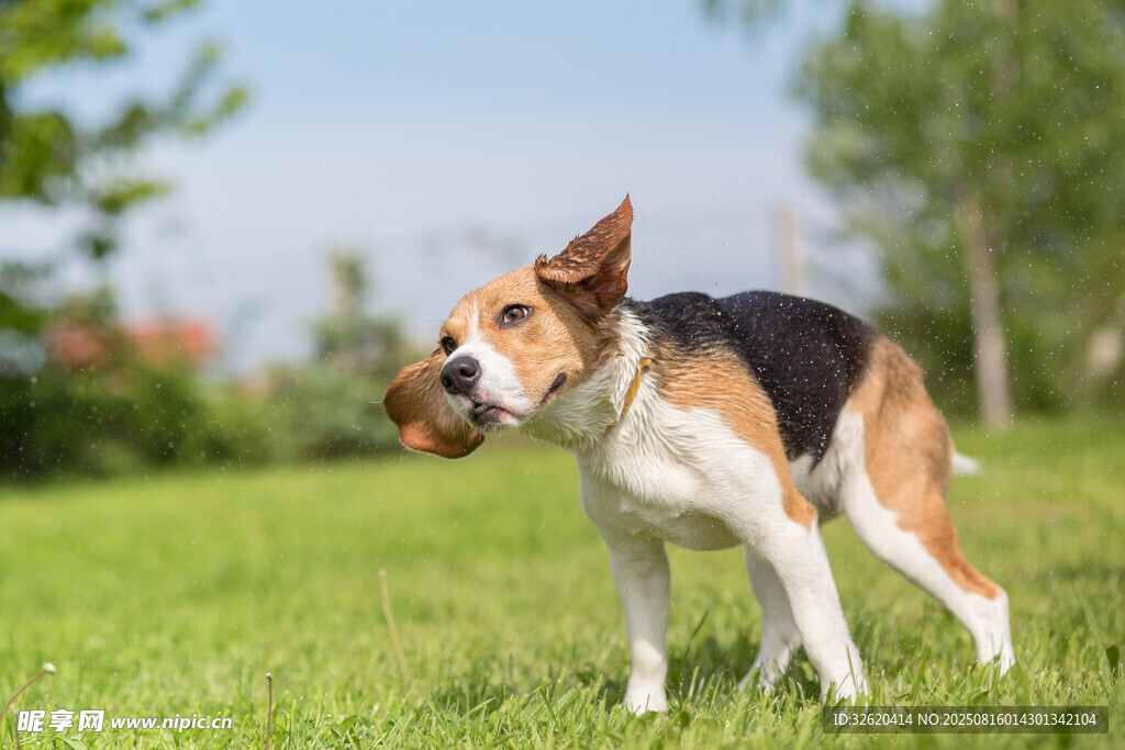 草地上叼球的三色小狗