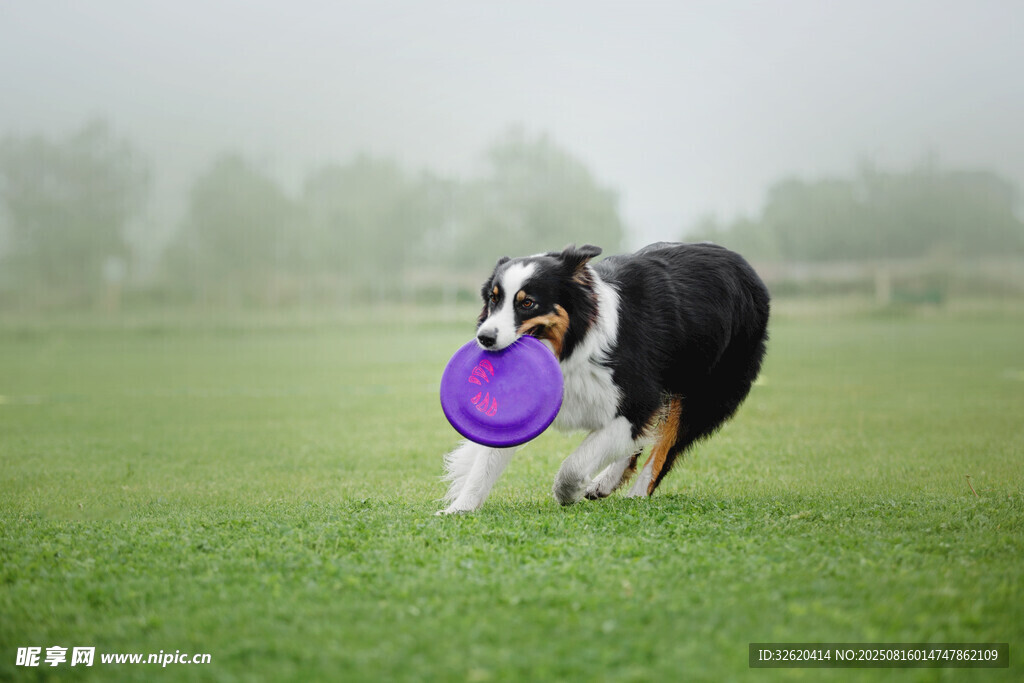 狗狗草地欢快衔飞盘