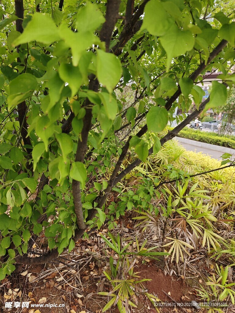 绿叶繁茂的植物景观