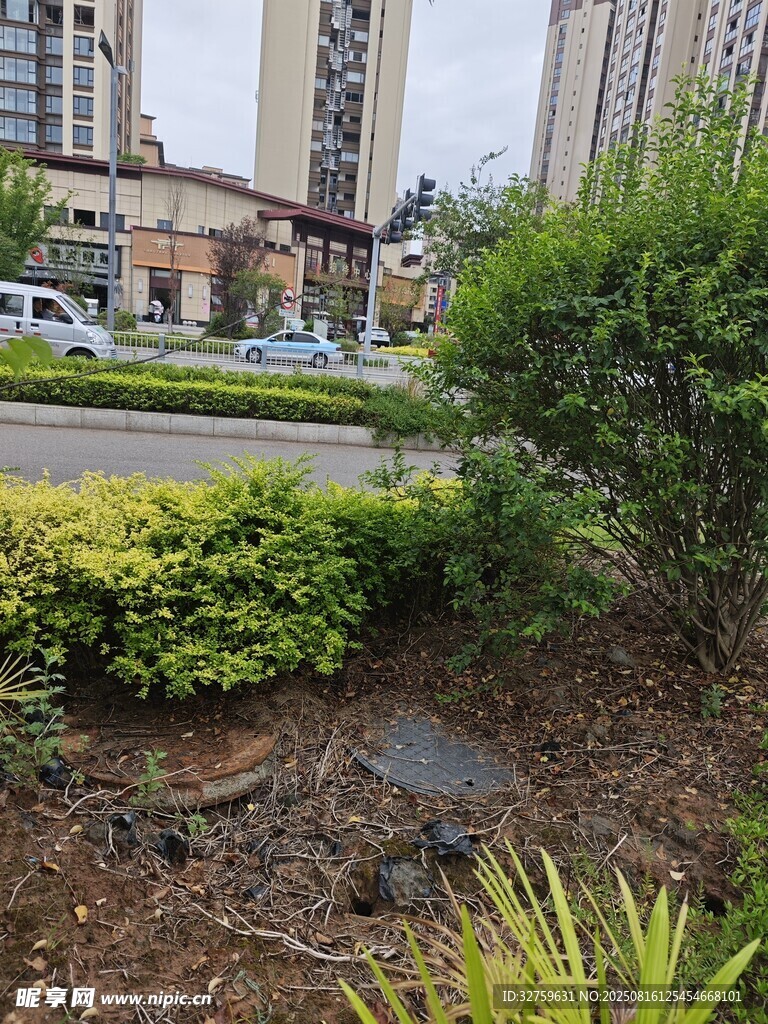城市绿化带中的泥洼景象