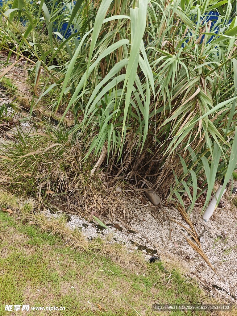 岸边生长的茂盛绿色植物