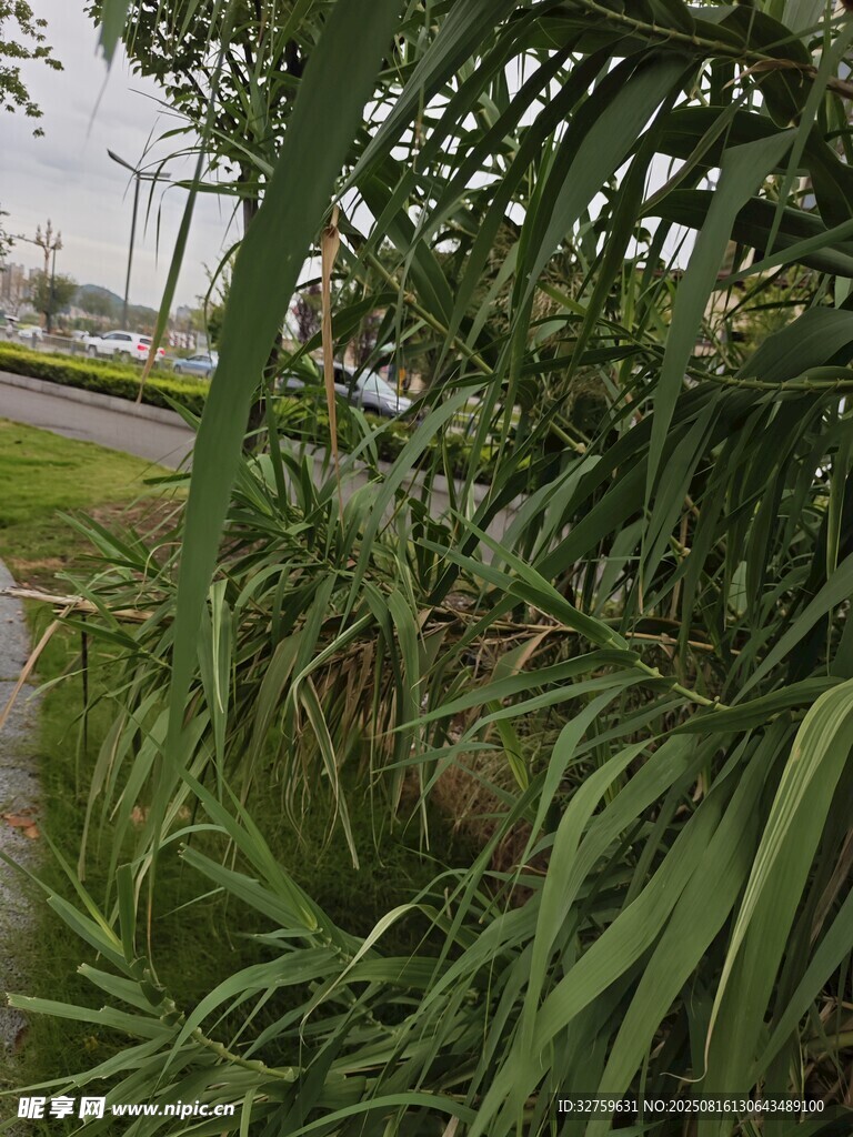 绿叶繁茂的植物景观