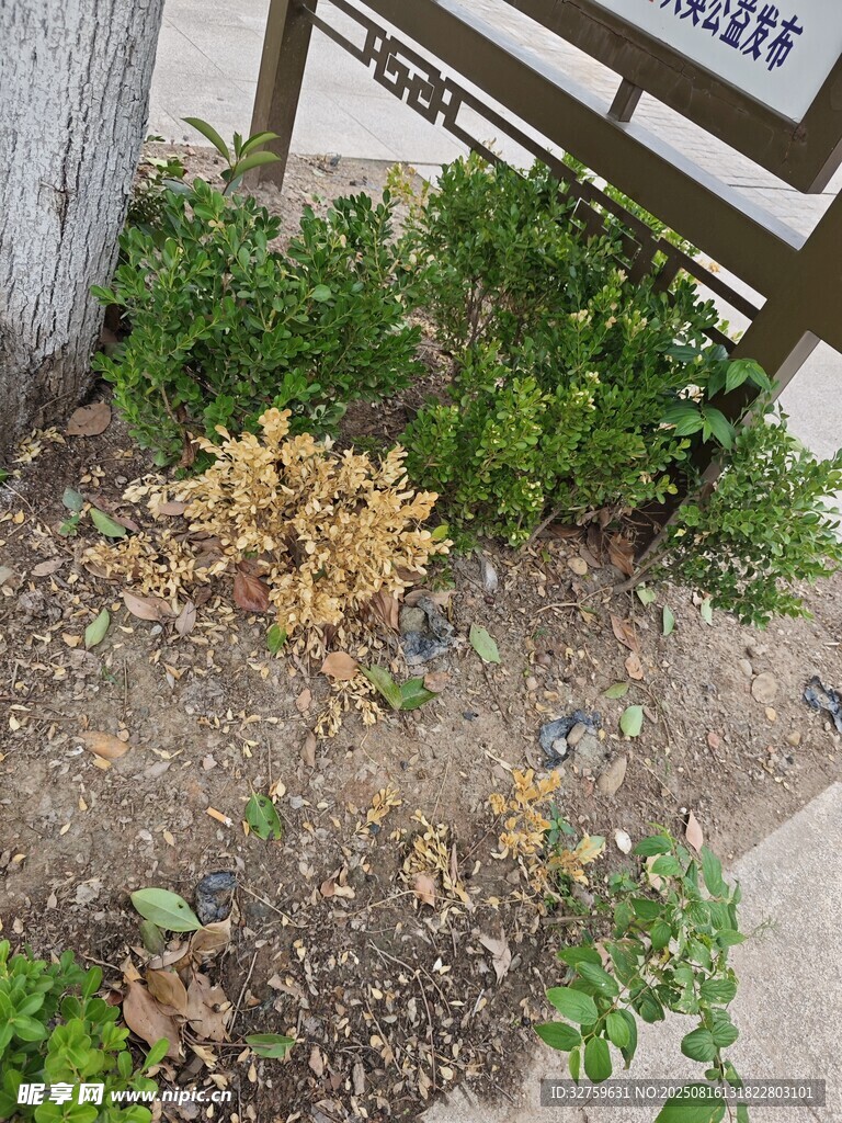 户外植物旁的指示牌