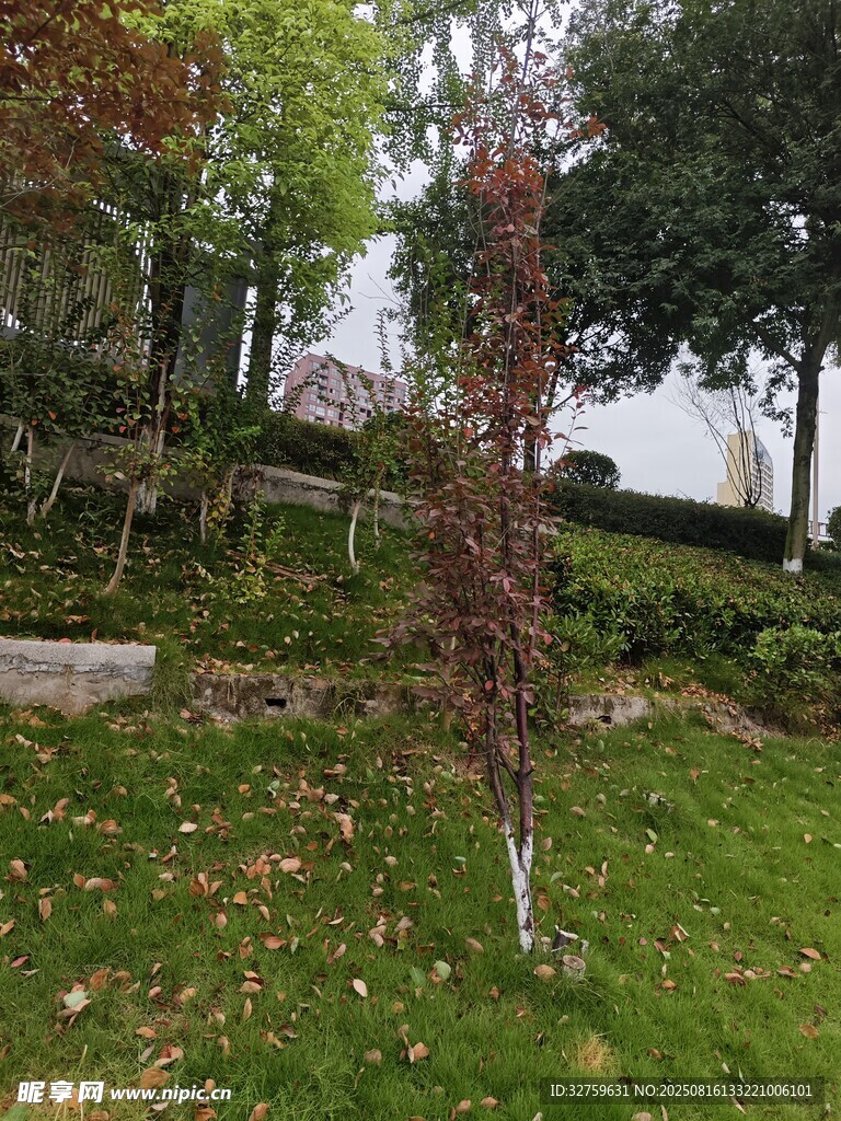 草坪上的孤立树木