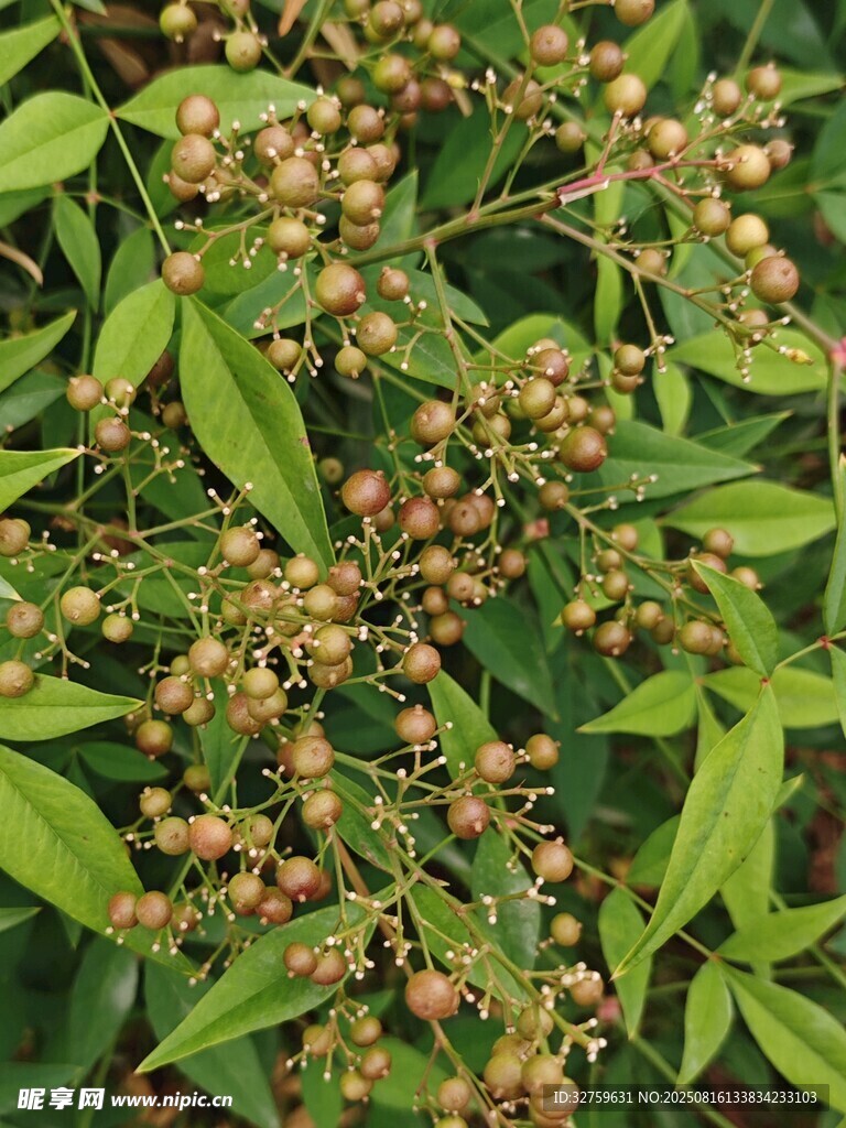 绿叶间的簇簇小果实