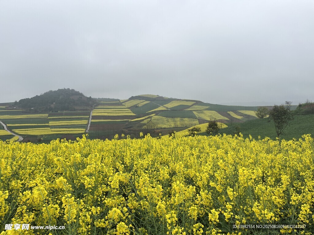 油菜花海