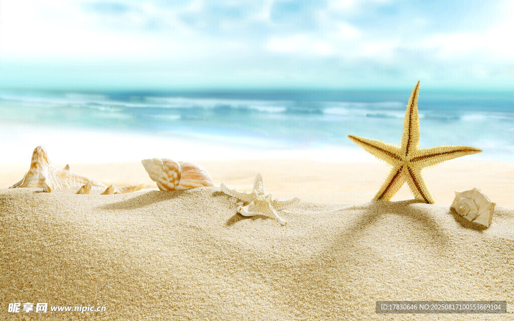 沙滩上的海星与贝壳