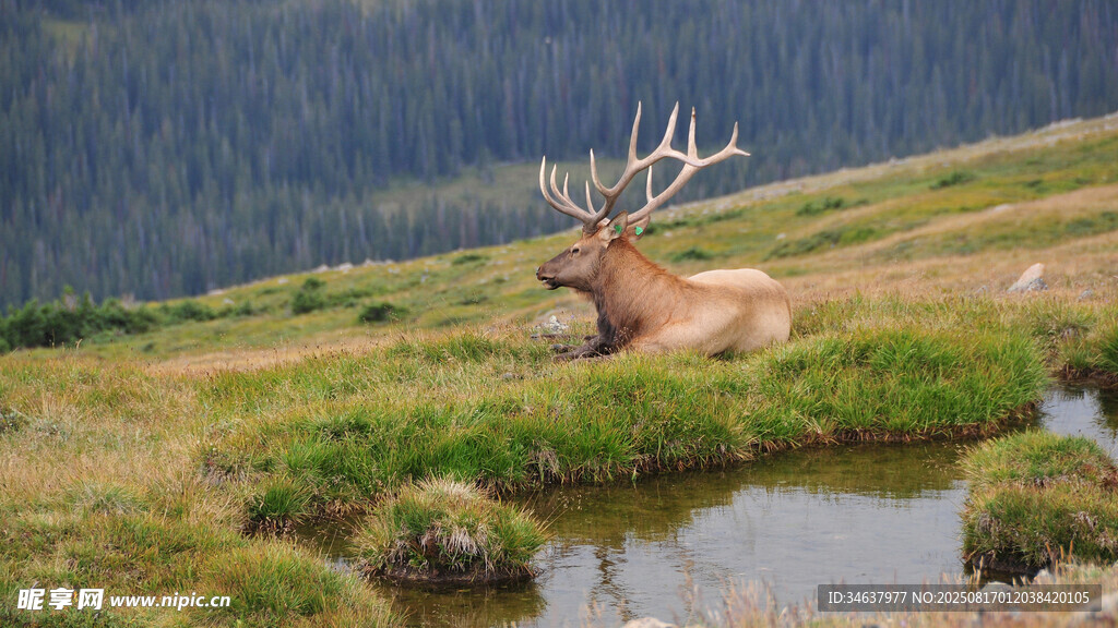 草原上休憩的壮美麋鹿