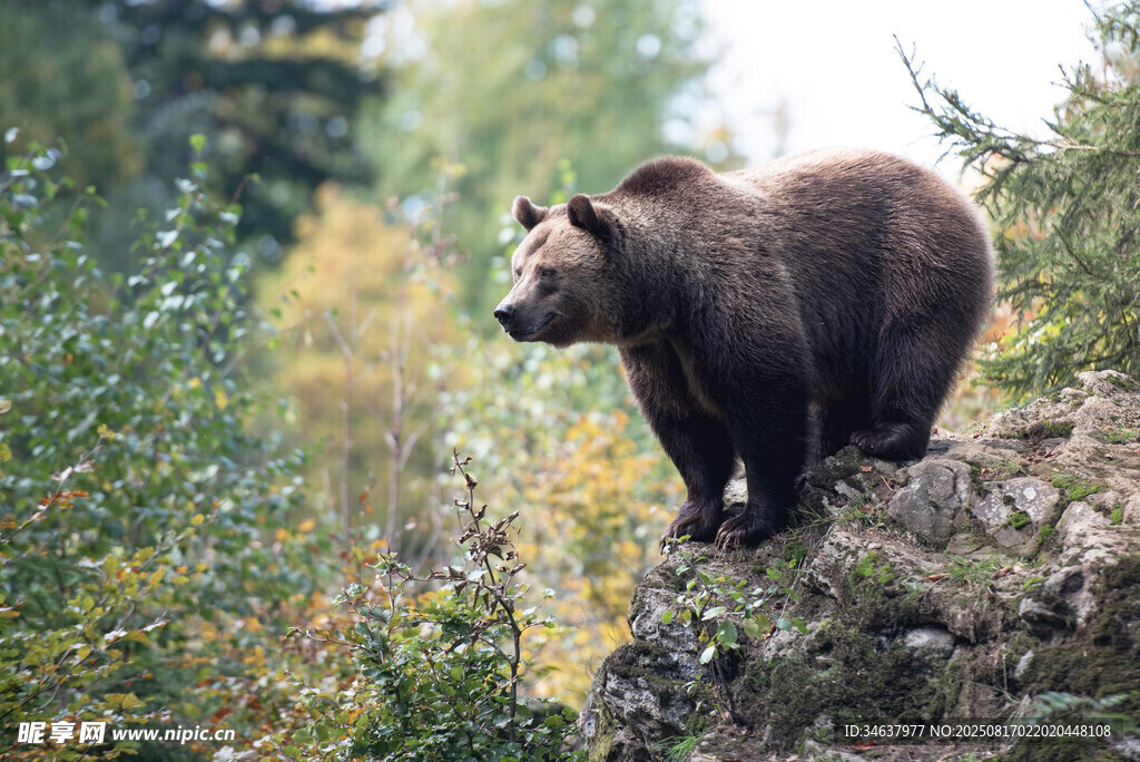 岩石上的棕熊