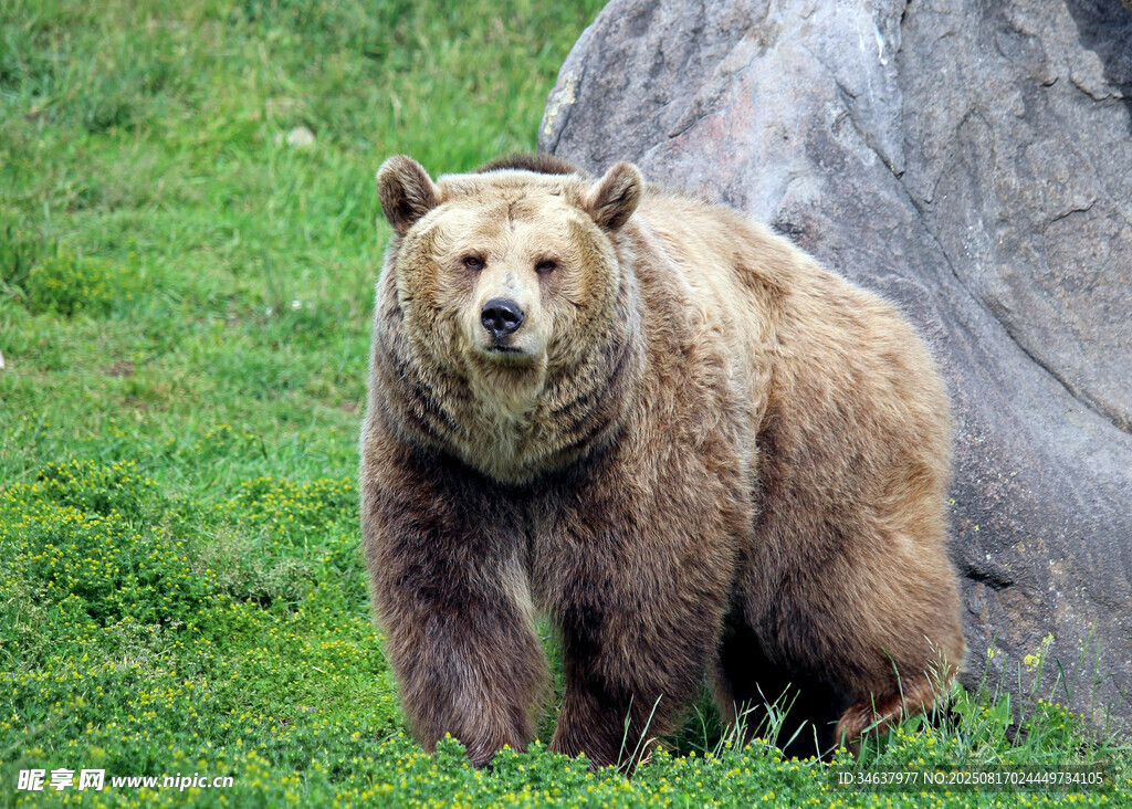 草地上的棕熊