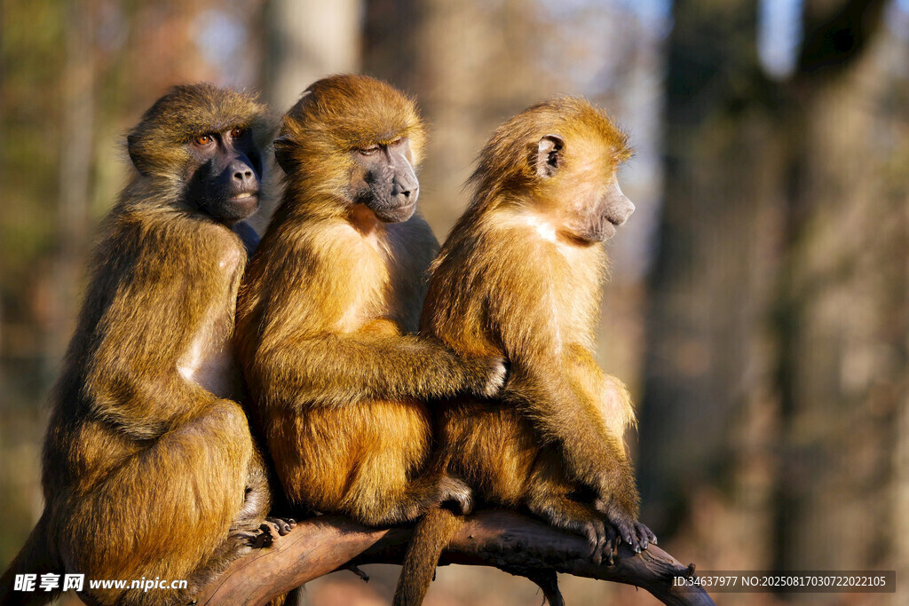 三只猴子依偎在树枝上