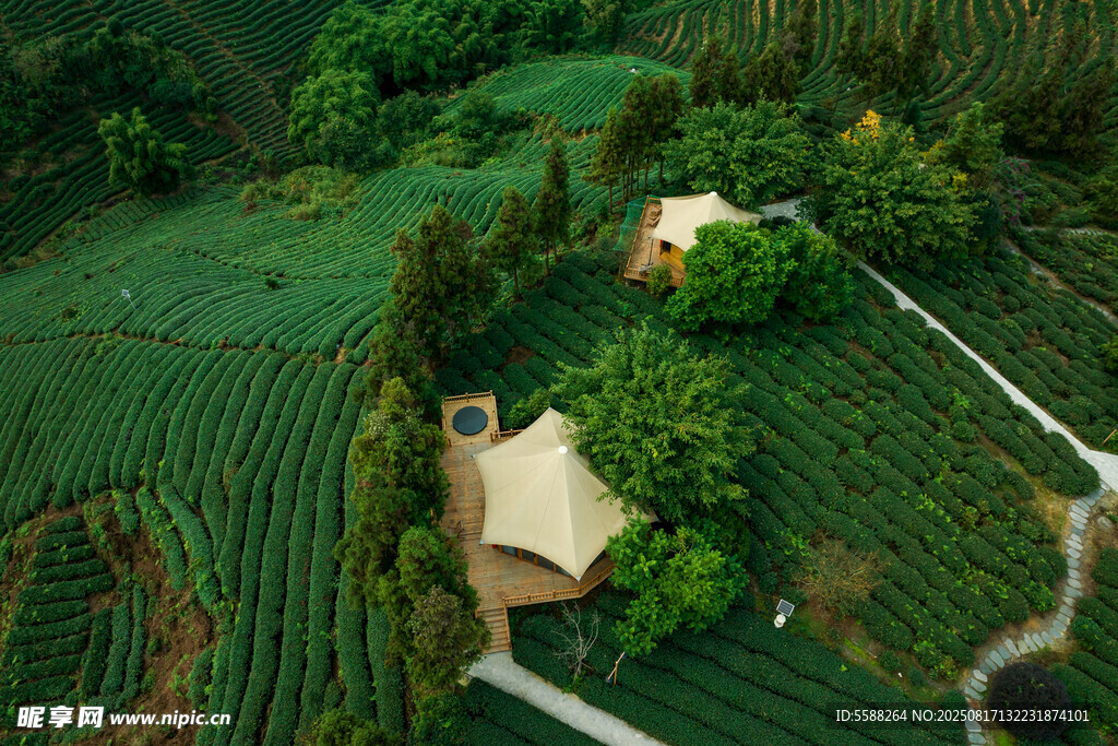 航拍茶园