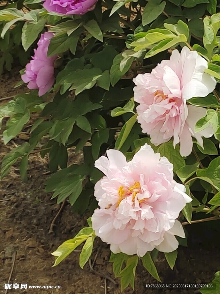 娇艳盛开的粉色牡丹花